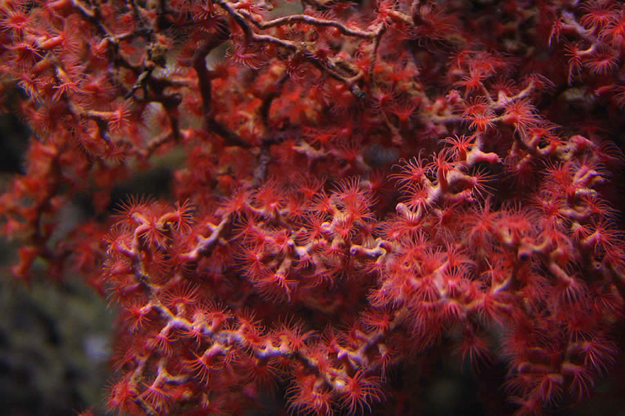 Coral Branches