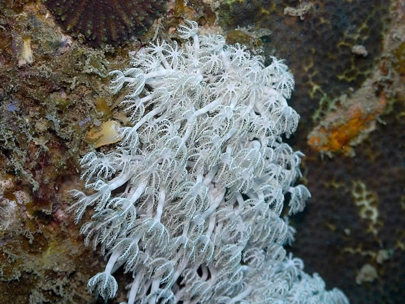 Coral