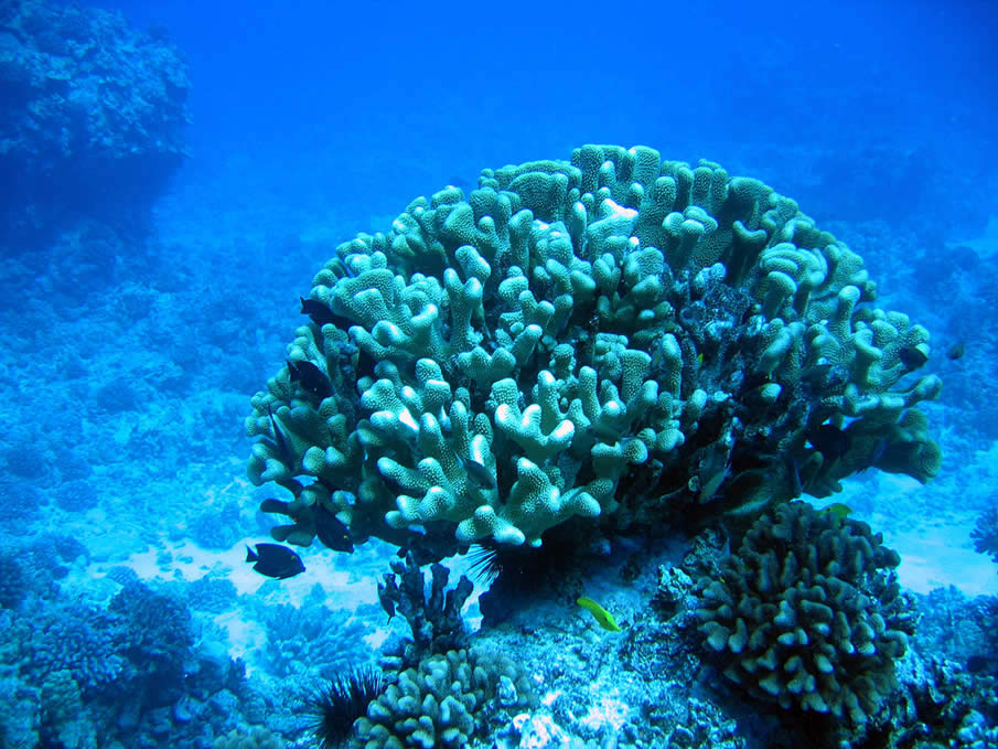 Cauliflower Coral