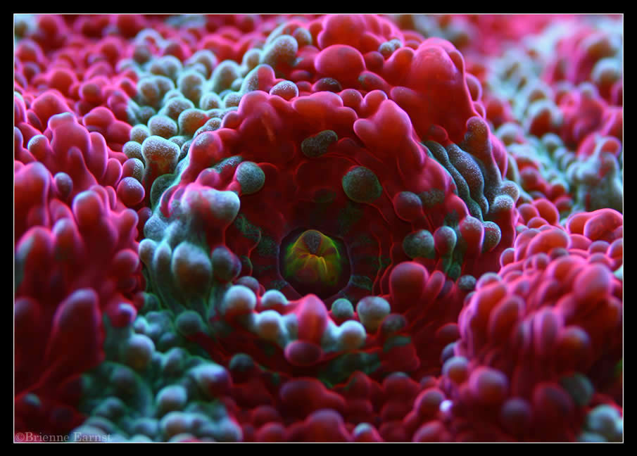 Chalice Coral