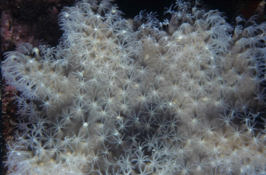 Large coral polyps out at night