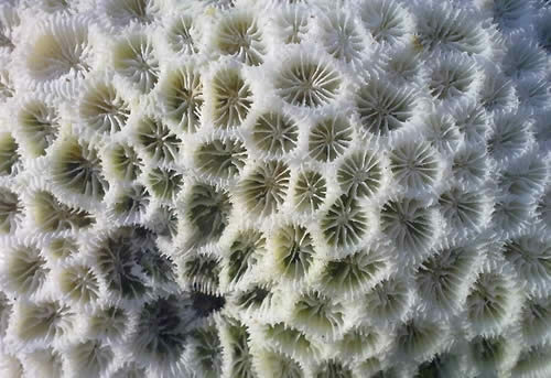 White-Coral