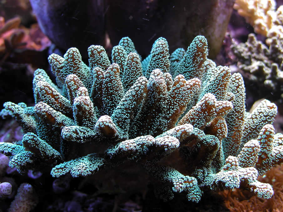 Coral