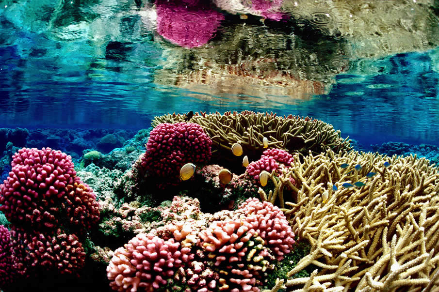 Coral Reef at Palmyra Atoll