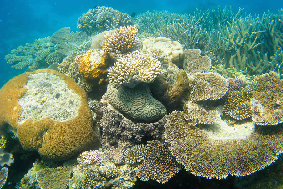 Coral Garden