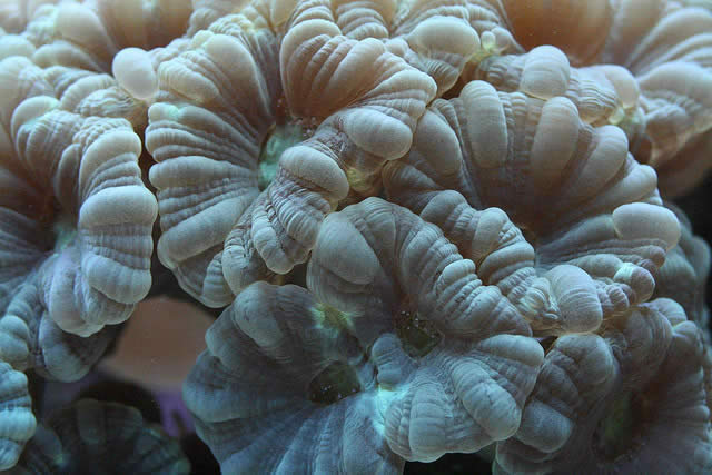 Trumpet Coral