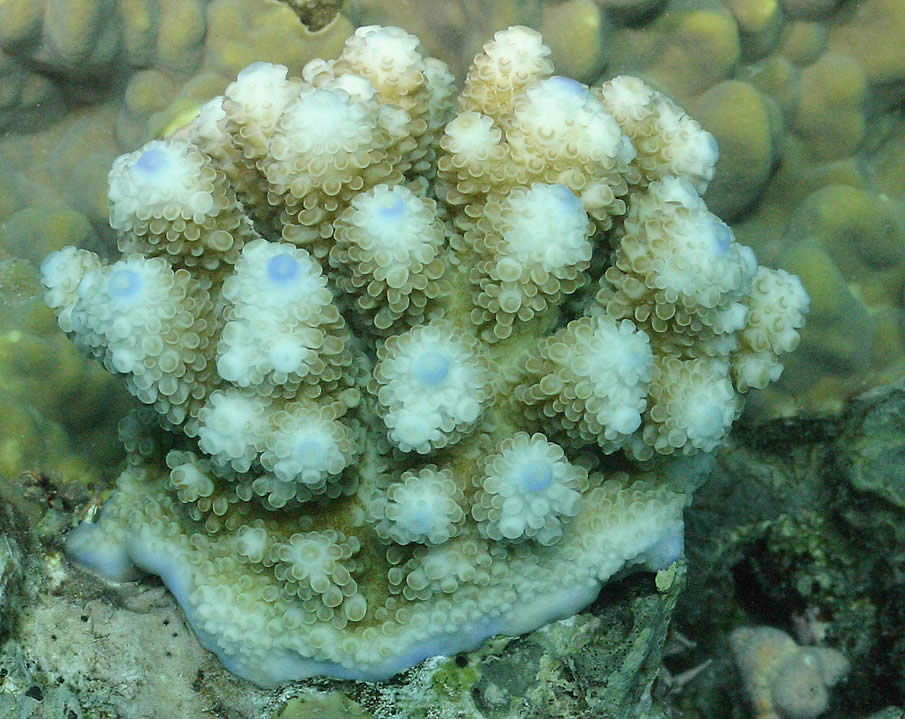 Coral Great Barrier Reef