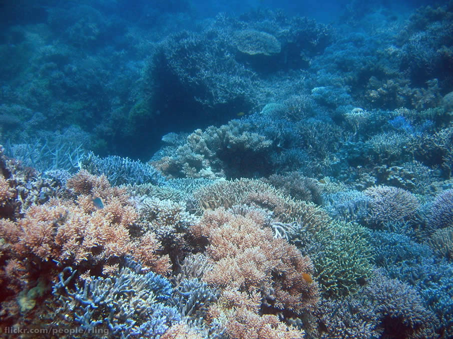 Coral Garden