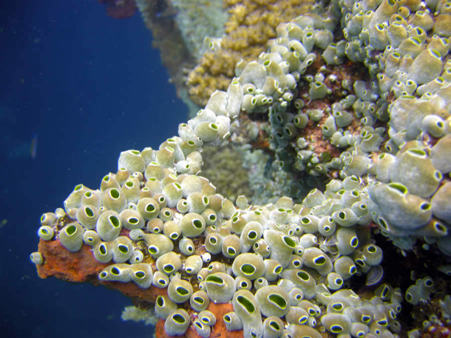 Corals on the mast of the Sankisan Maru