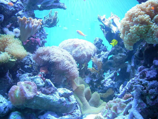 Coral Reef