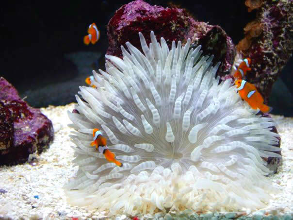 Clown Coral