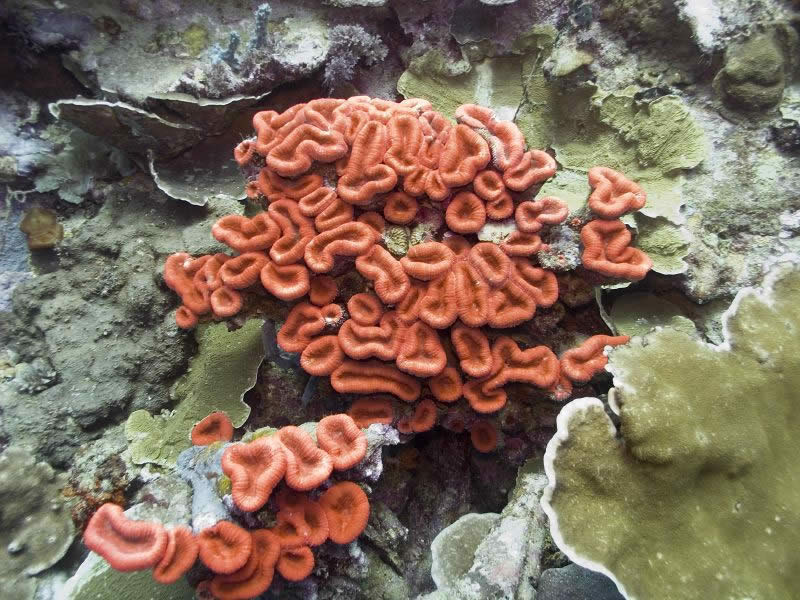 Coral