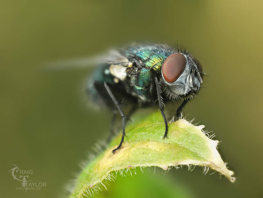 Blowfly Field Stack