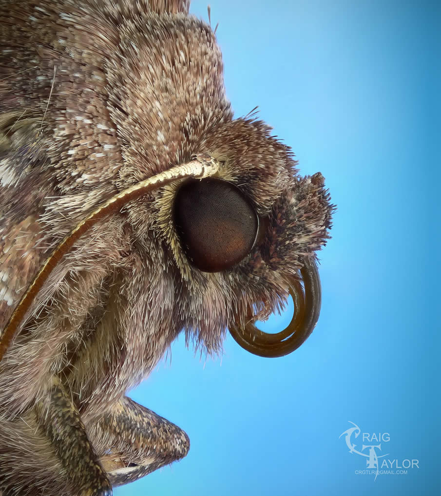 Common Quaker