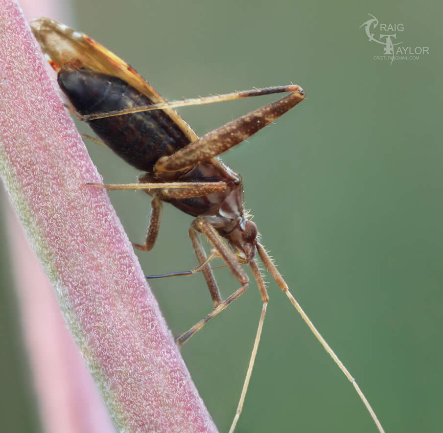 Tree Cricket Field Stack