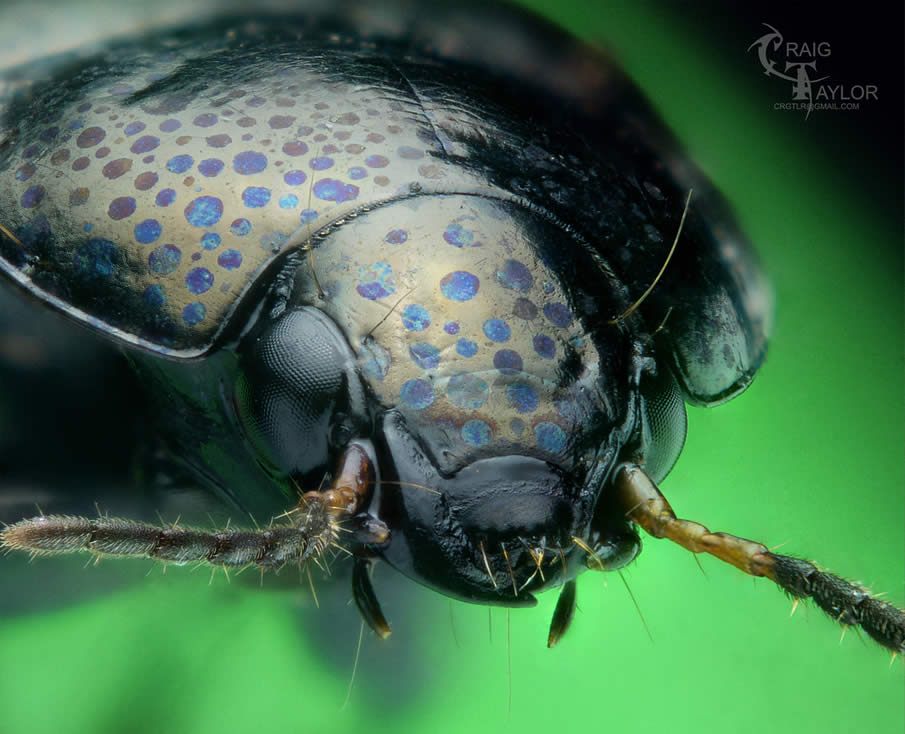 Spotted Ground Beetle