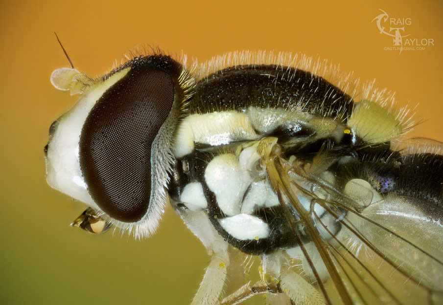 Tiny Hoverfly