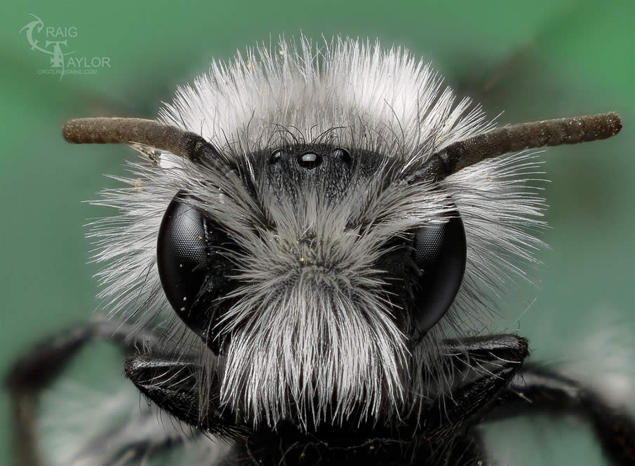 White Furred Miner Bee