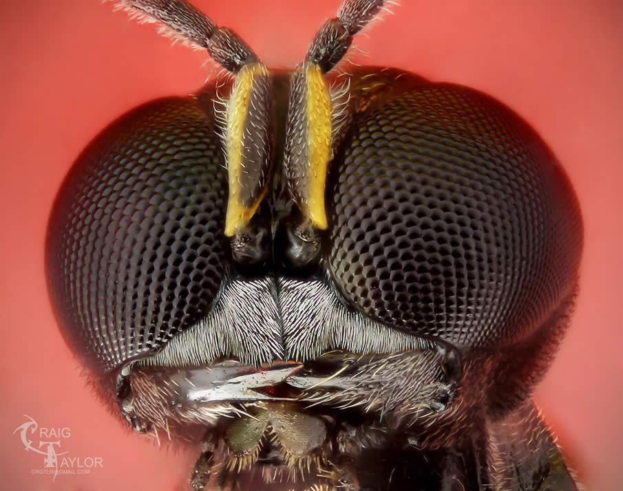 Ectemnius Wasp