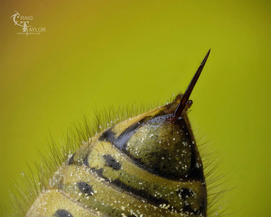 Common Wasp Stinger