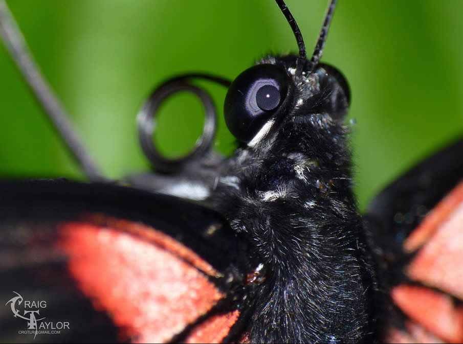 Ruby Spotted Swallowtail