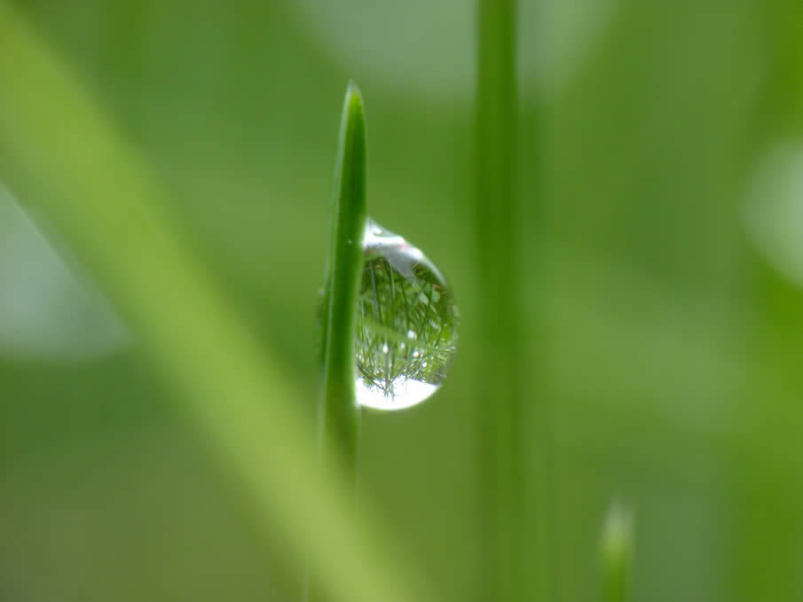 Dew Drop