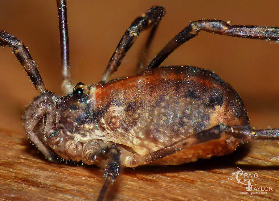 Harvestman