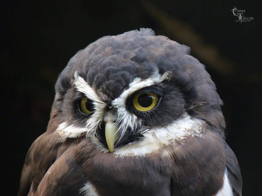 Hawk Owl