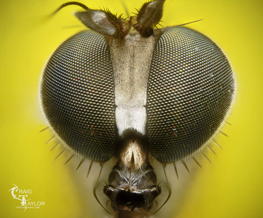 Long Legged Fly