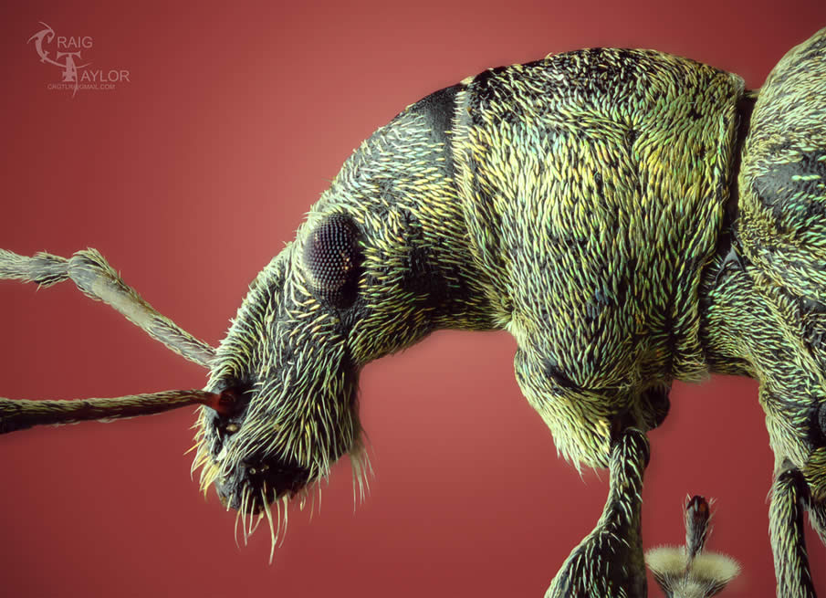 Nettle Weevil