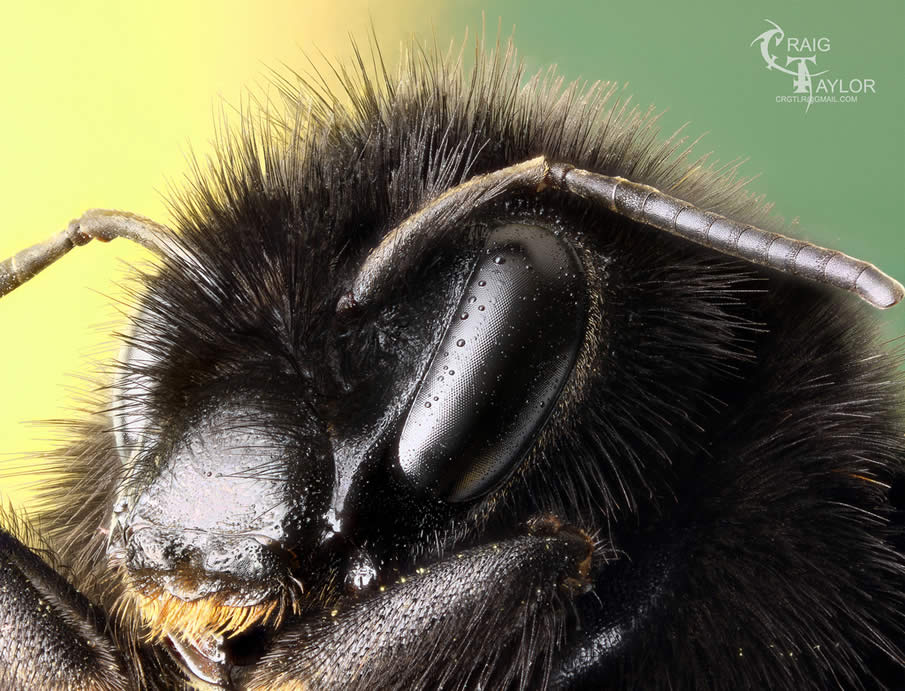 Red Tailed Bumble Bee