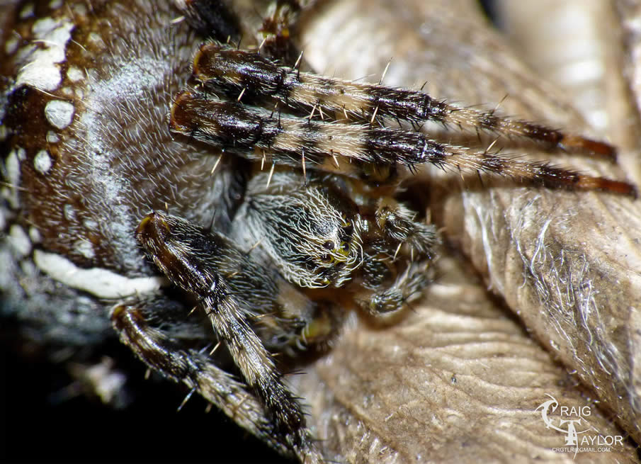 European Garden Spider