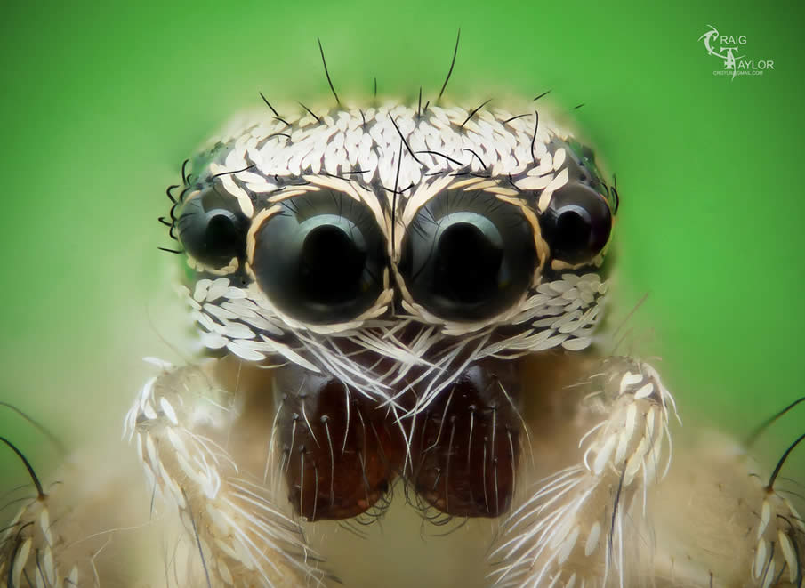 Zebra Jumping Spider