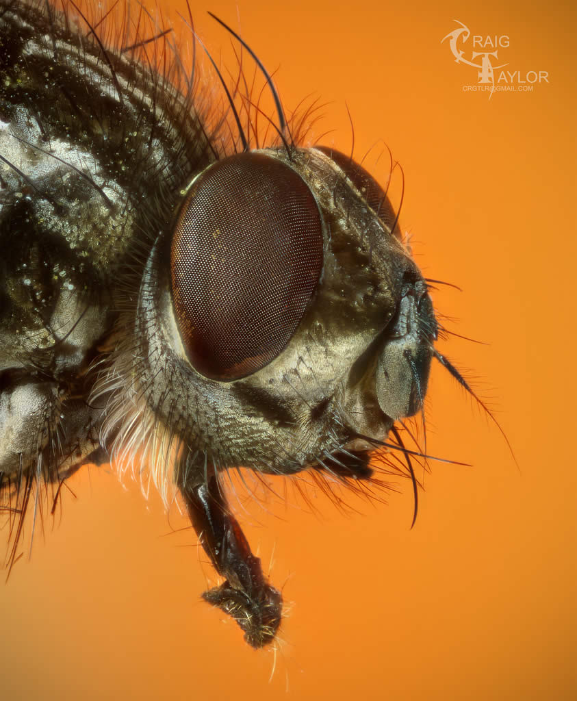 Flesh Fly