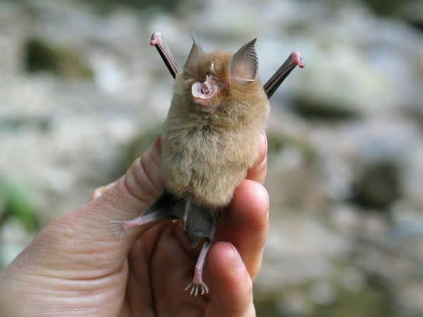 Rare African Bat2