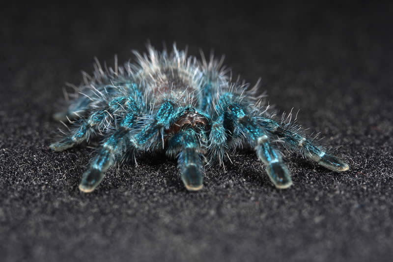 Avicularia Versicolor