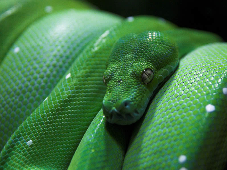 Green Tree Python