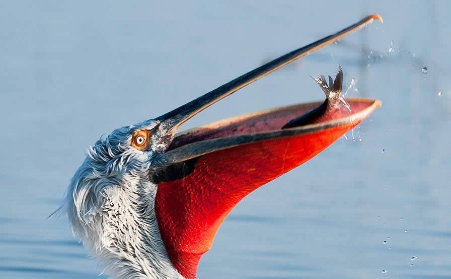 Dalmatian Pelican and Catch