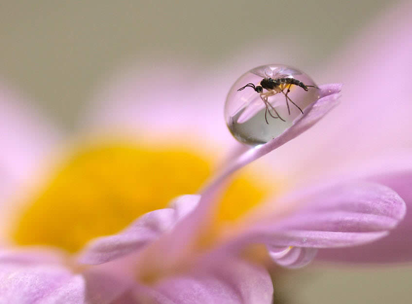 Mosquite Trap