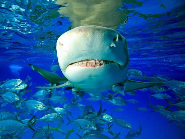 Lemon Shark