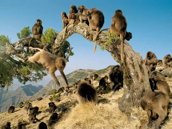 Gelada Monkeys