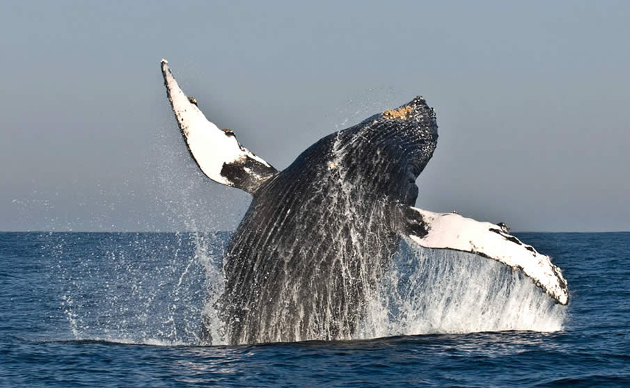 Flip of a Humpback Whale