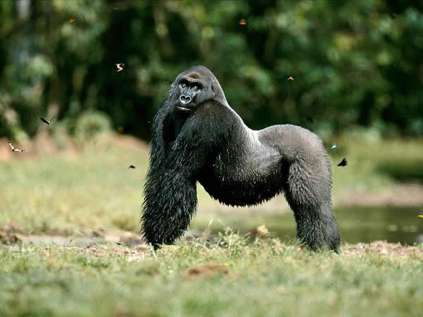 Silverback Western Lowland Gorilla Strikes a Pose