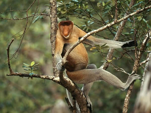 Proboscis Monkey