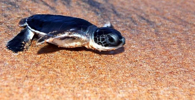 Baby Turtle