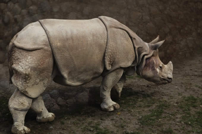 Rhino