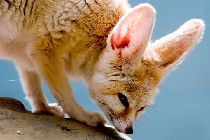 Fennec Fox