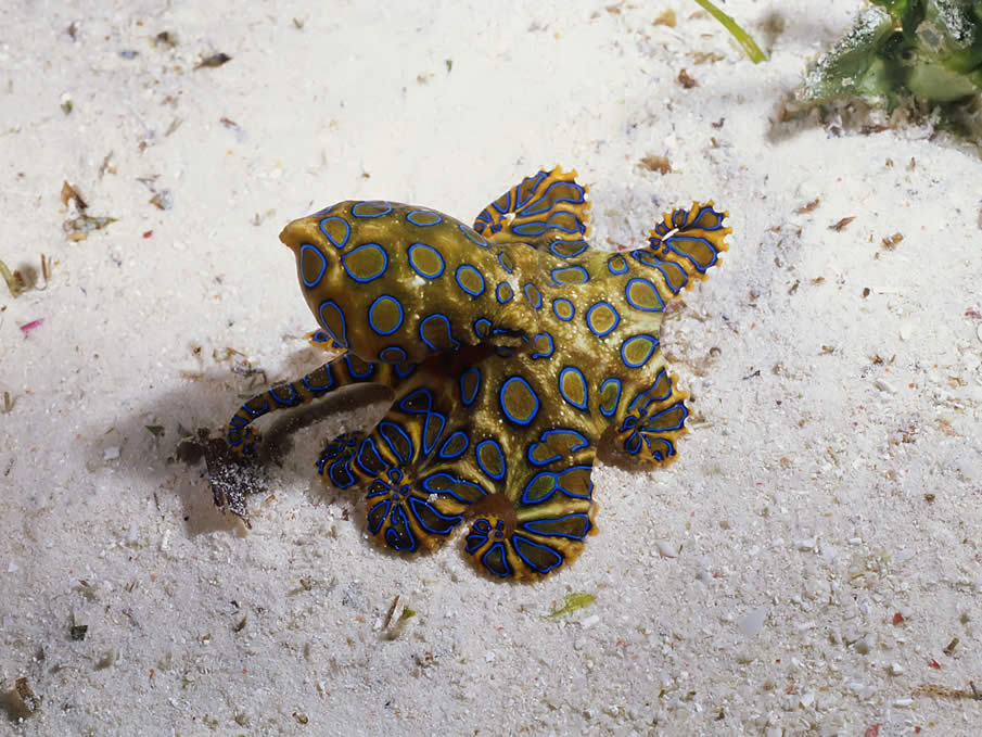 Blue Ringed Octopus