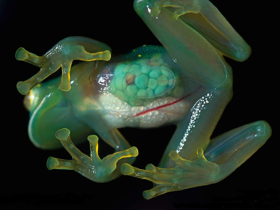 Glass Frog