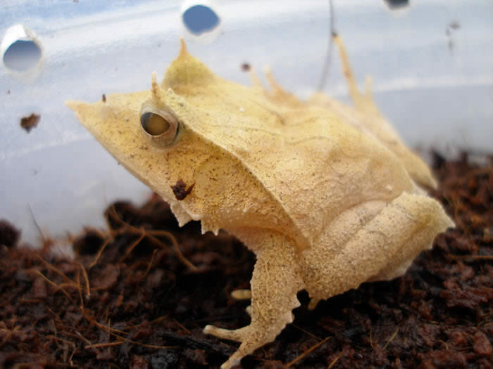 Amphibians - Perfect Camouflage